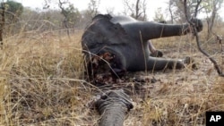 Akibat perburuan liar, WWF memperkirakan, jumlah gajah di padang rumput Republik Afrika Tengah jauh berkurang dalam 30 tahun terakhir dari 80.000 ekor menjadi tinggal beberapa ratus saja (foto: Dok).