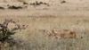 Kenya: Lions Wander out of Park into Residential Area