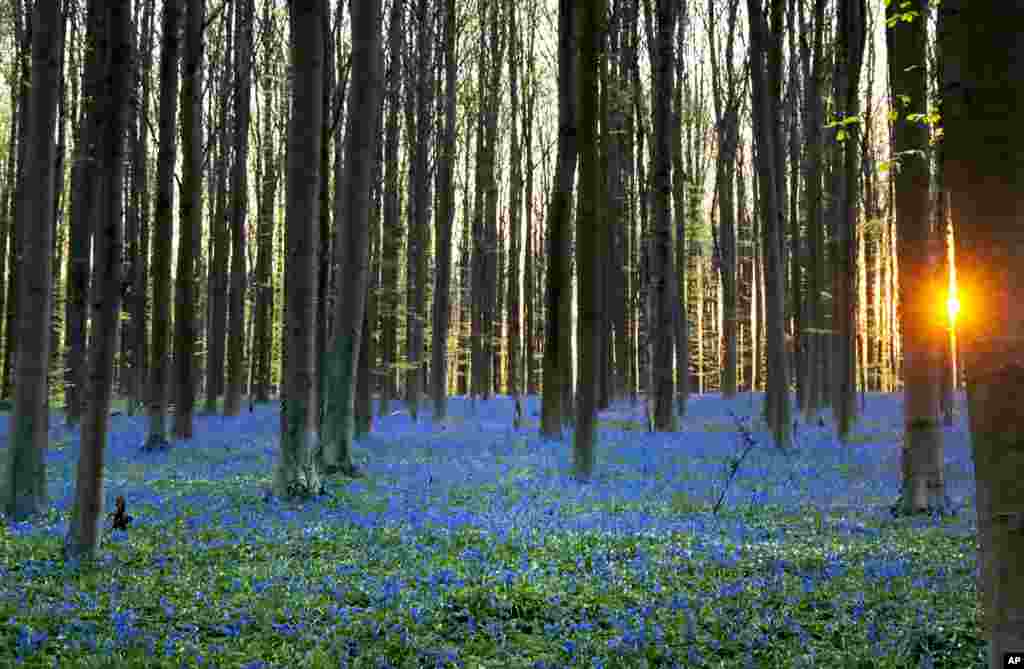 نمایی از یک جنگل در حاشیه شهر هاله در بلژیک. گیاه زنگوله آبی مثل فرشی زمین را پوشانده است.&nbsp;