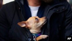 FILE - A dog looks at its owner as they queue at the San Anton church during the feast of Saint Anthony, Spain's patron saint of animals, in Madrid, Jan. 17, 2016. 