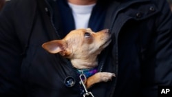 FILE - A dog looks at its owner as they queue at the San Anton church during the feast of Saint Anthony, Spain's patron saint of animals, in Madrid, Jan. 17, 2016. 