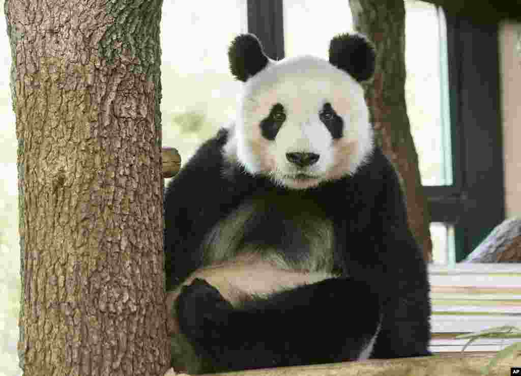 یوان یوان پاندایی است که تازه به باغ وحش شهر وین اتریش منتقل شده است.&nbsp;
