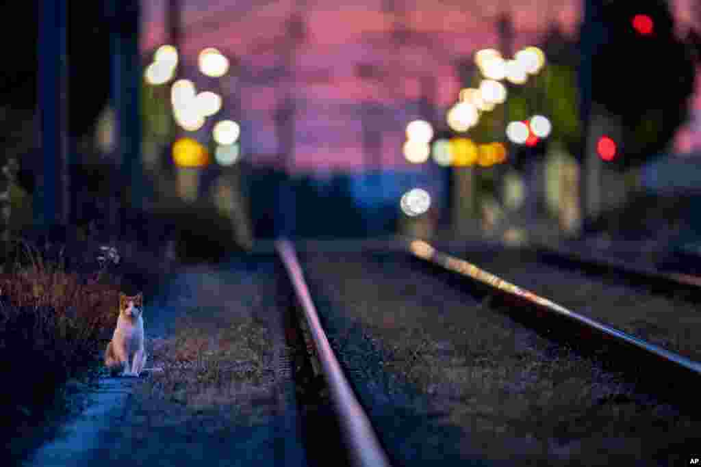 A cat goes for an early morning walk near subway rails in Frankfurt, Germany.