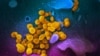 Коронавирус атакует: как COVID-19 превращает клетки организма в «вирусные фабрики»