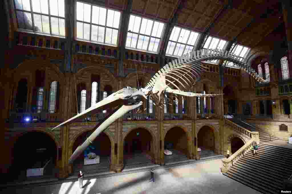 A giant blue whale skeleton is unveiled in the Hintze Hall at the Natural History Museum, London.