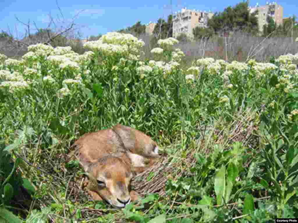 Gazelle Valley Park, Jerusalem, April 8, 2015. (Amir Balaban)