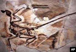 A fossil of a Microraptor from a 130-million year old forest that existed in what is now Liaoning Province, China is displayed at the new exhibit "Dinosaurs: Ancient Fossils, New Discoveries" at the American Museum of Natural History in New York City. (F