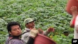 Immigrants working at a Virginia farm