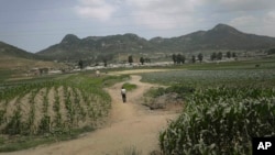 Seorang pria berjalan di ladang jagung di Nampho, Korea Utara, pada bulan Juni 2015, saat apa yang disebut media sebagai "kekeringan terburuk dalam 100 tahun."