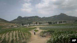 Seorang pria berjalan di jalur tanah antara ladang jagung di Nampho, Korea Utara, pada Juni 2015, saat saat kawasan itu mengalami "kekeringan terburuk dalam 100 tahun", 23 Juni 2015. (Foto: dok).
