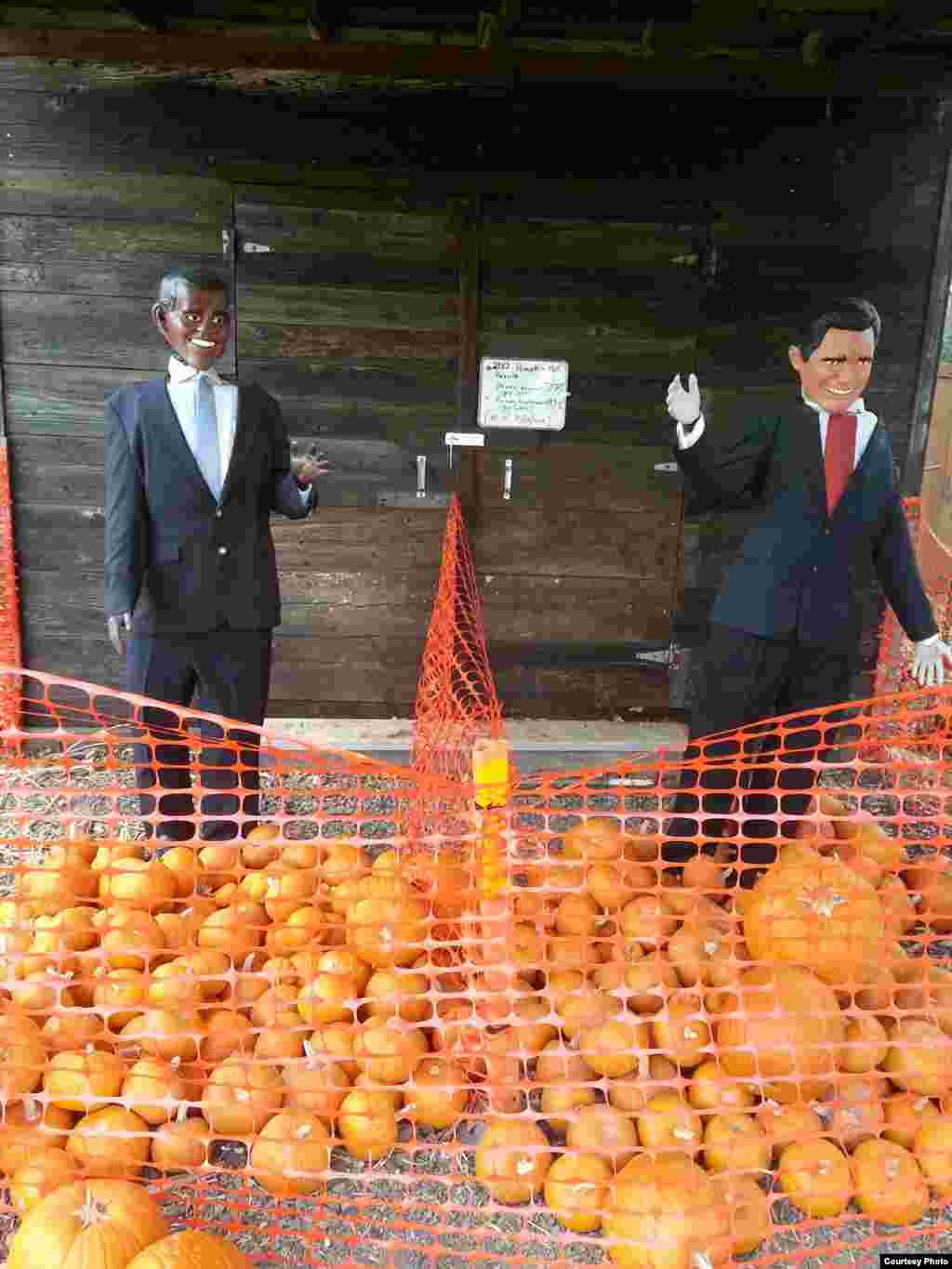 一个南瓜代表一张选票( By Thomas Szymoniak)