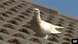 In this image made from video, a racing pigeon sits on a rooftop on Jan. 13, 2021, in Melbourne.