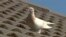 In this image made from video, a racing pigeon sits on a rooftop on Jan. 13, 2021, in Melbourne.