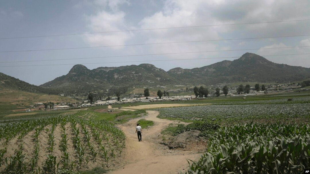 Seorang pria berjalan di jalur tanah antara ladang jagung di Nampho, Korea Utara, pada Juni 2015, saat saat kawasan itu mengalami "kekeringan terburuk dalam 100 tahun", 23 Juni 2015. (Foto: dok).