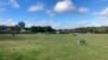 FILE - Horses graze in a field on the outskirts of Abbots Langley, England, on Oct. 18, 2024. 