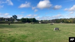 FILE - Horses graze in a field on the outskirts of Abbots Langley, England, on Oct. 18, 2024. 