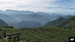 大陆游客最爱的台湾观光点之一阿里山