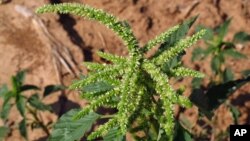 FILE - Pigweed grows in a cotton field east of Lubbock, Texas, July 24, 2014.