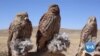 Despite Presidential Decree Against Hunting Wildlife, Hunters In Afghanistan Continue Chasing Rare Birds for Profits