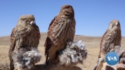 Despite Presidential Decree, Afghan Hunters Chase Rare Birds for Profits
