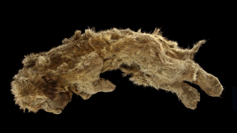 Cave Lion Cub Found in Siberia Is 28,000 Years Old