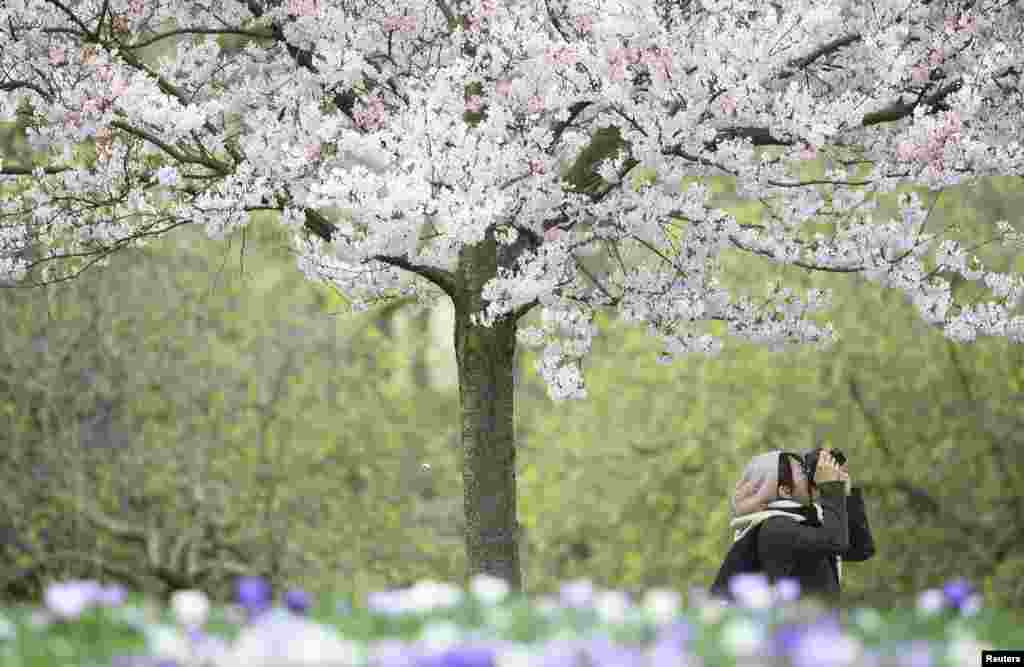 Seorang perempuan mengambil foto bunga sakura di taman St. James di London, Inggris.