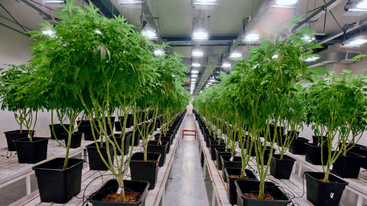 Выращивание марихуаны в америке