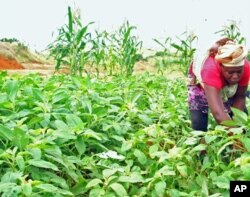 Camponesa colhendo gimbôa no Nova Vida. Populares também suspeitam dos fertilizantes como origem dos desmaios, o que os camponeses negam.