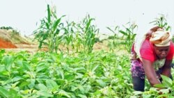 Preço de fertilizantes duplicam e causam problemas aos agricultores angolanos – 1:06