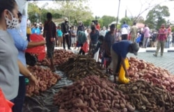 Gubernur Papua, Lukas Enembe membeli 5 ton ubi dan pangan lokal untuk dibagikan kepada masyarakat terdampak pandemi corona, 5 Mei 2020. (Foto: Humas Pemda)