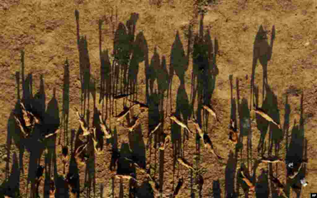 This photo shot from a hot air balloon shows camels at a cattle fair at Pushkar, India, Monday, Nov. 7, 2011. The annual cattle fair at Pushkar, a small town in India's desert state of Rajasthan, attracts camel herders from across northern India. (AP Phot