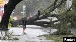 A man stands in front of an uprooted oak tree on Louisiana Avenue as Hurricane Isaac makes land fall in New Orleans, Louisiana, August 29, 2012.