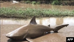 This handout photo from the Queensland Police Service taken on March 30, 2017, shows a bull shark washed up on a road near the town of Ayr.