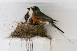 The antenna of an Argos satellite tag extends past the tail feathers of a female American robin as she feeds a worm to her hungry nestlings on a front porch in Cheverly, Md., Sunday, May 9, 2021.