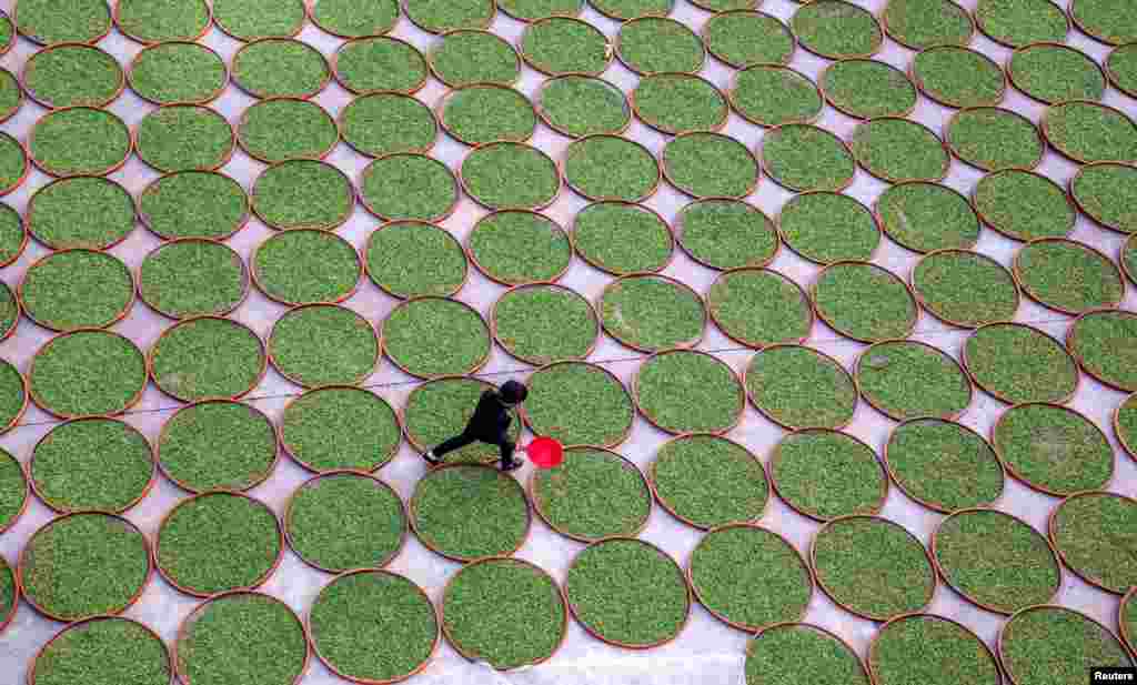 در یکی از استان های چین، این زن از میان سینی های خشک کردن برگ های چای عبور می کند.