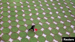 FILE - A woman walks in a yard where tea leaves are dried at a tea company in Dening, Fujian Province, China, April 2, 2016. U.S. researchers say people who drink hot tea daily may be less likely than others to develop glaucoma symptoms.