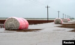 Bales of freshly harvested cotton come to rest in floodwaters caused by Hurricane Harvey near Seadrift, Texas, Aug. 26, 2017.