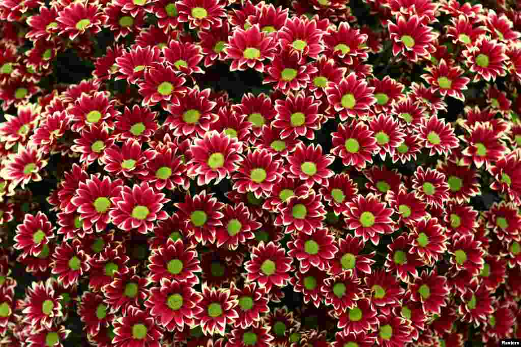 ការតាំងពិព័រណ៍ National Chrysanthemum Society ត្រូវបានគេបង្ហាញនៅក្នុងកម្មវិធី RHS Chelsea Flower Show ក្នុងក្រុងឡុងដ៍ ចក្រភពអង់គ្លេស។
