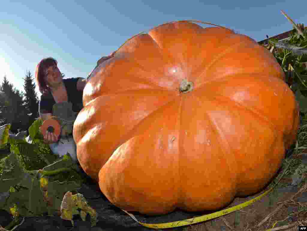 Gardener Silvia Manteuffel measures her giant pumpkin in a garden near Fuerstenwalde, eastern Germany. Her first try at growing a pumpkin produced the giant plant weighing around 260 kilograms. 