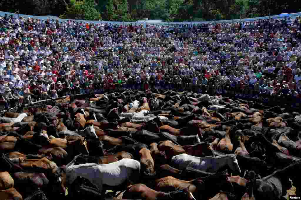 Warga berkumpul untuk menyaksikan festival tradisional &quot;Rapa das Bestas&quot; di mana peserta harus memotong surai (rambut) kuda-kuda liar di desa Sabucedo, Spanyol barat laut.