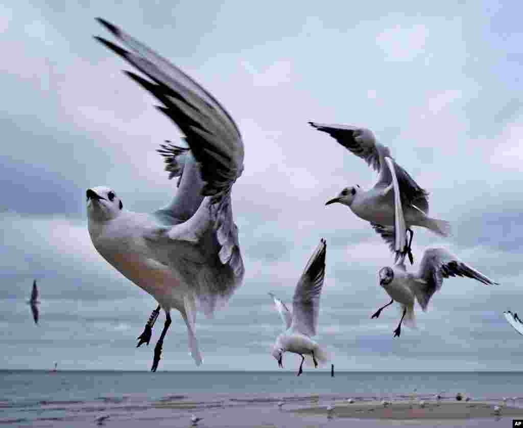 독일 팀멘도르퍼 슈트란트의 발트해 해변가에 갈매기가 날고 있다.