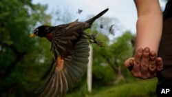 Emily Williams, Ahli ekologi unggas dan mahasiswi tingkat doktoral Universitas Georgetown, melepaskan seekor burung robin Amerika, setelah mengumpulkan sampel dan data di Cheverly, Md, Rabu, 28 April 2021. (AP Photo/Carolyn Kaster)
