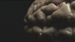 Serie TV sobre el cerebro
