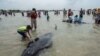 At Least 45 Pilot Whales Die While Beached in Indonesia 