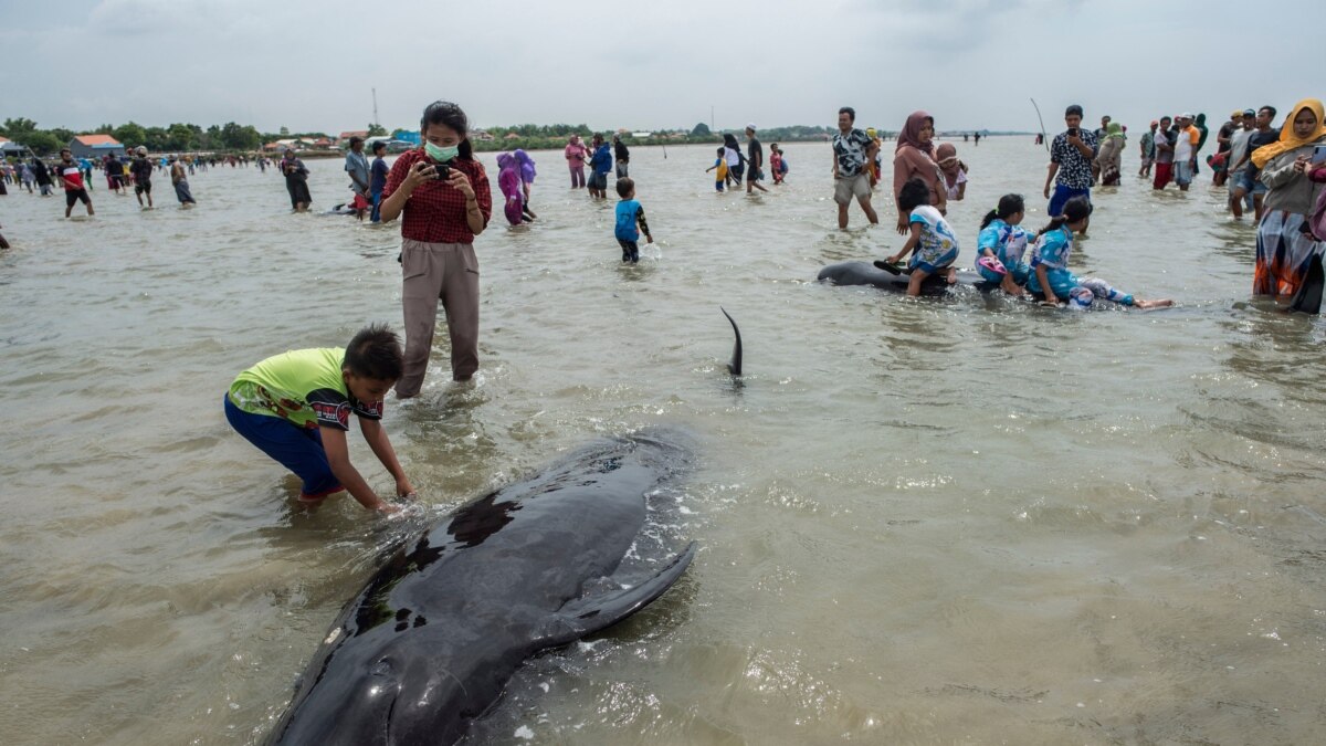 Indonesian volunteers save six beached whales