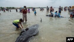 People try to save short-finned pilot whales beached in Bangkalan, Madura island, Feb. 19, 2021.