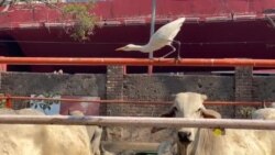 د کوڅه ډبو غواګانو د پالنې مرکز
