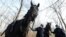 Mounted police patrol in a park in Warsaw, Poland, on March 5, 2021.
