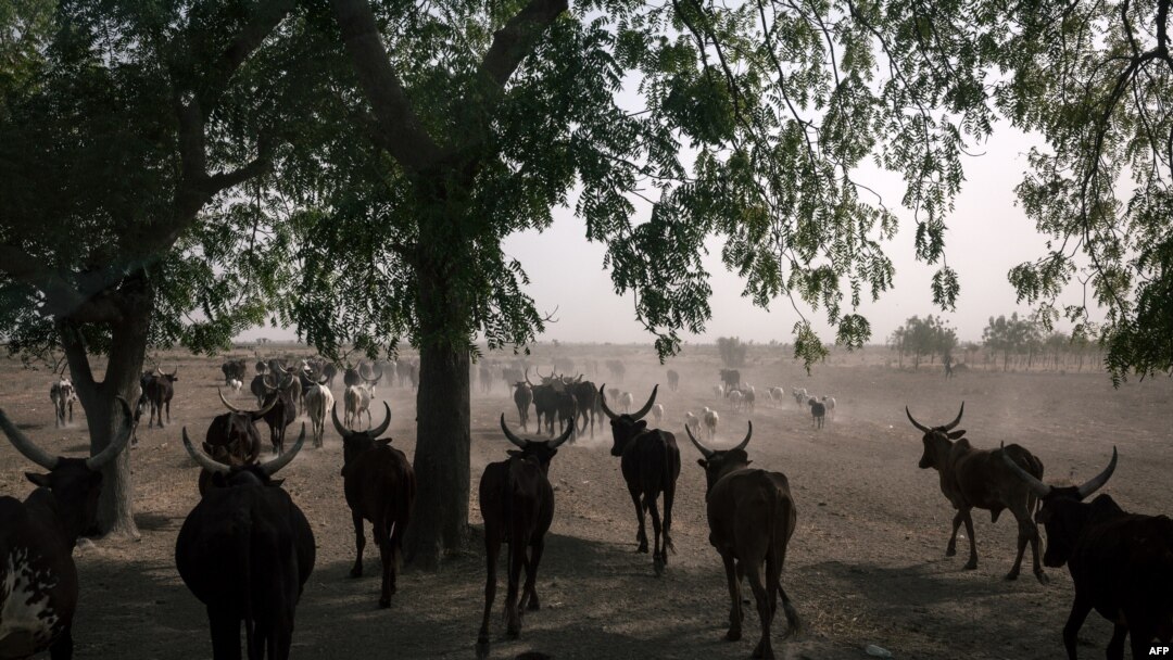 FILE - A herd of oxen crosses the road on the outskirts of Maroua, Cameroon, Feb. 20, 2018.