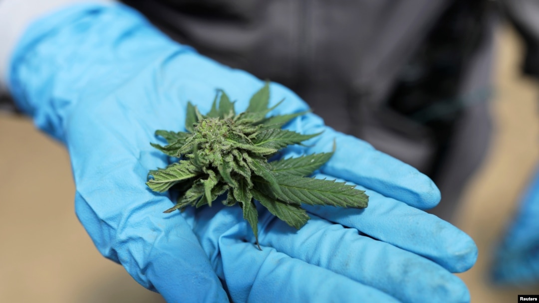 Bunga ganja yang baru seja dipetik sebagai ilustrasi, 2 Oktober 2019. (Foto: REUTERS/Luisa Gonzalez)